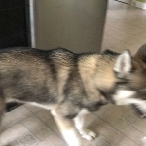 Meet your Posher, Israel